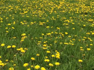 Dandelions