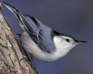 White-breasted%20Nuthatch%20w27-3-003_l_1